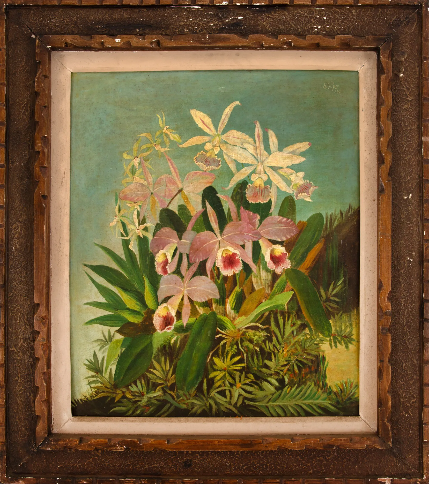 Karl Ernst Papf - Orquídeas Brasileiras